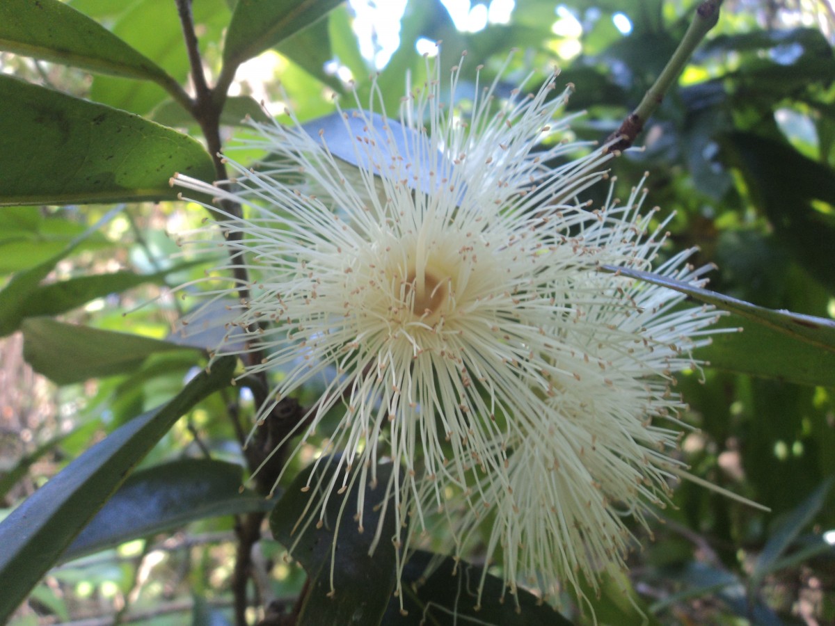 Syzygium jambos (L.) Alston